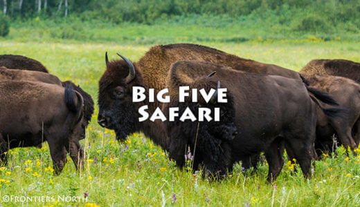 カナダの野生動物を探せ！　カナダ・ビッグ・ファイブ・サファリ