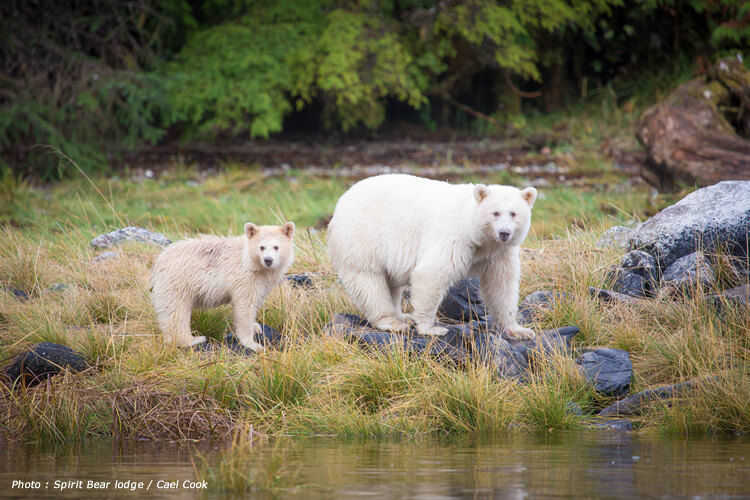 スピリットベア 精霊のクマに出会う旅 | 個人旅行専門店 カナディアン