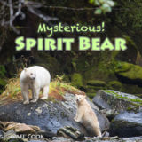 スピリットベア　精霊のクマに出会う旅