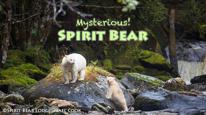 スピリットベア 精霊のクマに出会う旅 | 個人旅行専門店 カナディアン
