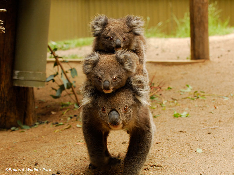 オーストラリアの野生動物 オーストラリア個人旅行 アズールネットワーク