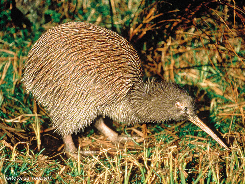 ニュージーランドの野生動物 ニュージランド個人旅行 アズールネットワーク